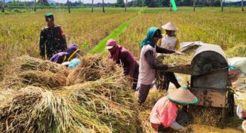 Luas Panen Menyusut, Diprediksi Produksi Beras Turun Menjadi 30 Ton