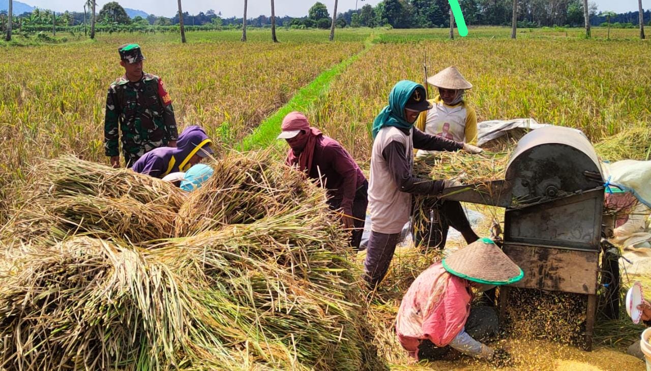 Luas Panen Menyusut, Diprediksi Produksi Beras Turun Menjadi 30 Ton