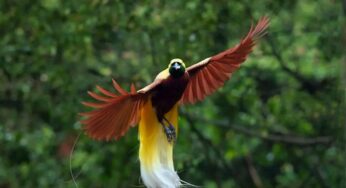 Cendrawasih Sang Burung dari Surga yang Menghipnotis Dunia!