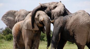 Gajah: Raksasa Lembut yang Menjaga Keseimbangan Alam