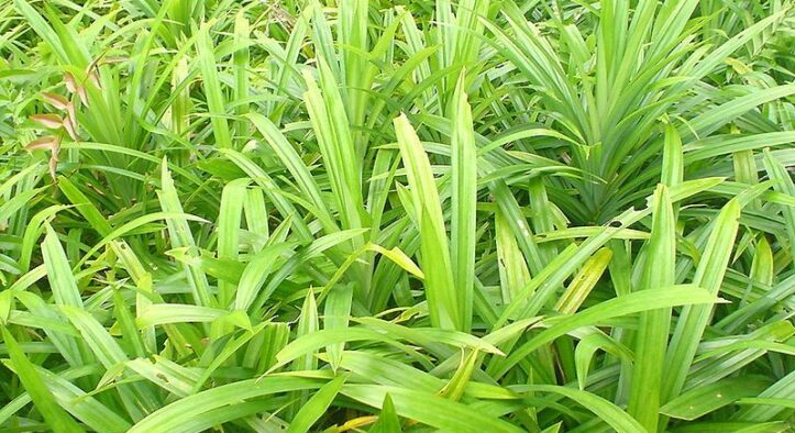 Rahasia Daun Pandan: Herbal Multifungsi yang Jarang Disadari