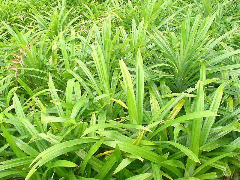 Daun Pandan