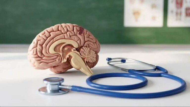 Fase Perkembangan Otak Manusia dan Mengapa Puncaknya Terjadi di Usia 30-an