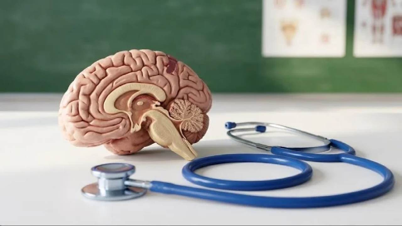 Fase Perkembangan Otak Manusia dan Mengapa Puncaknya Terjadi di Usia 30-an