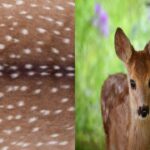 Bambi Print: Tren Motif Baru yang Terinspirasi dari Bulu Rusa