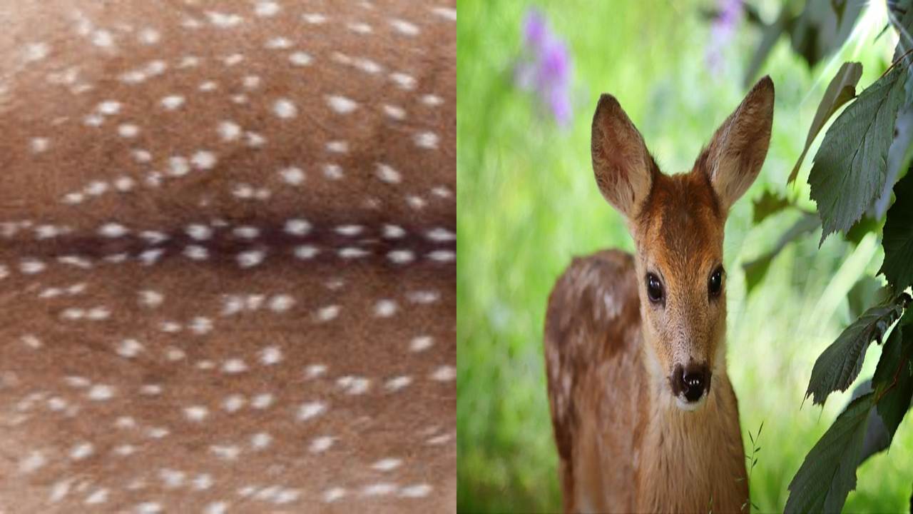 Bambi Print: Tren Motif Baru yang Terinspirasi dari Bulu Rusa