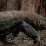 Cuaca Tak Membaik, Penutupan TN Komodo Diperpanjang Hingga 20 Januari