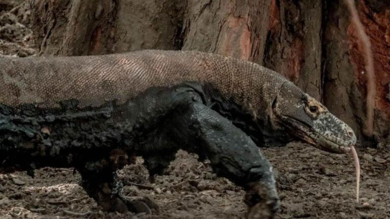 Cuaca Tak Membaik, Penutupan TN Komodo Diperpanjang Hingga 20 Januari