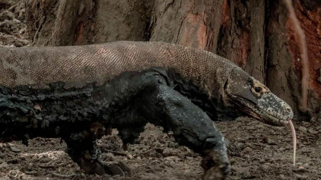 Cuaca Tak Membaik, Penutupan TN Komodo Diperpanjang Hingga 20 Januari