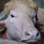 Kerbau Albino Bernama Donald Trump Selamat dari Kurban, Kisah Viral yang Mengundang Perhatian Nasional