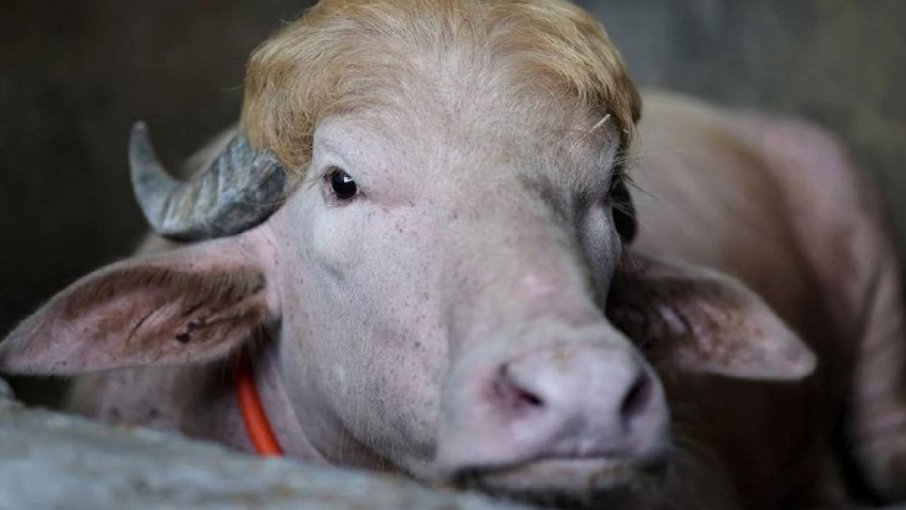 Kerbau Albino Bernama Donald Trump Selamat dari Kurban, Kisah Viral yang Mengundang Perhatian Nasional