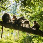 Monkey Malaria Mulai Ditemukan di Indonesia, Pendaki Gunung Kini Diminta Lebih Waspada