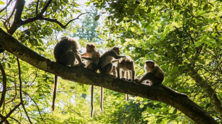 Monkey Malaria Mulai Ditemukan di Indonesia, Pendaki Gunung Kini Diminta Lebih Waspada