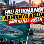 Hiu Bukhangi Tinggalkan Kanal Busan Setelah Jadi Magnet 1,6 Juta Pengunjung
